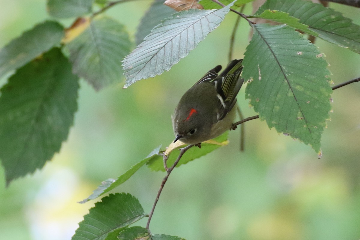 Ruby-crowned Kinglet - Steve Solnick