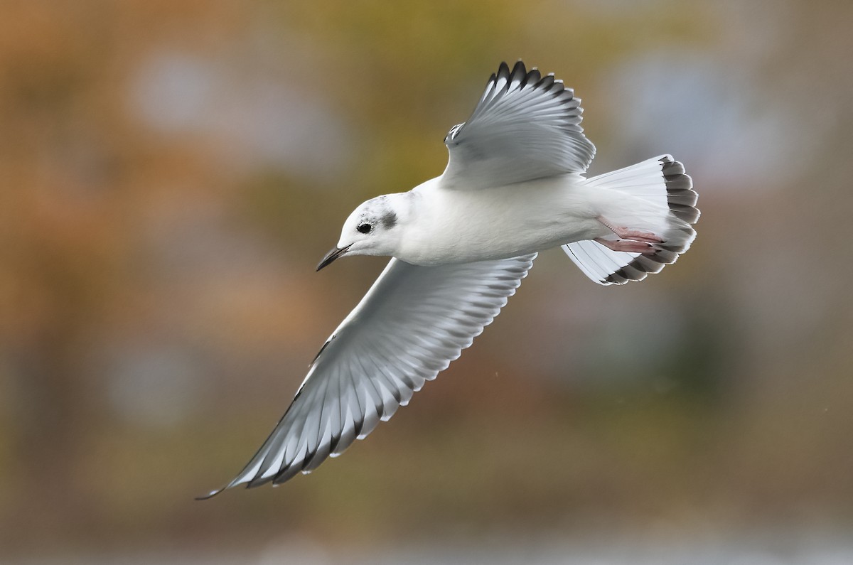 Bonaparte's Gull - Jean Hebert