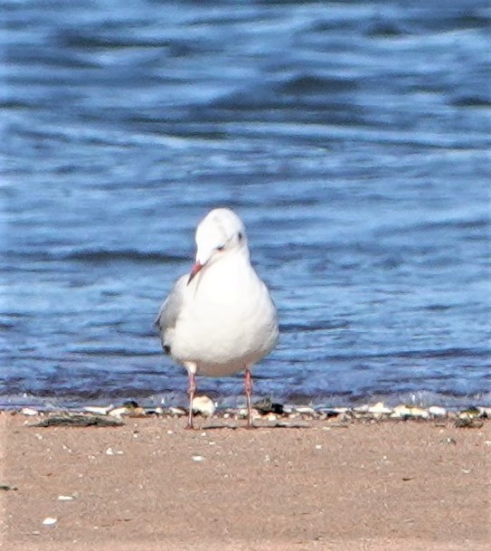 Black-headed Gull - Steve Mayo