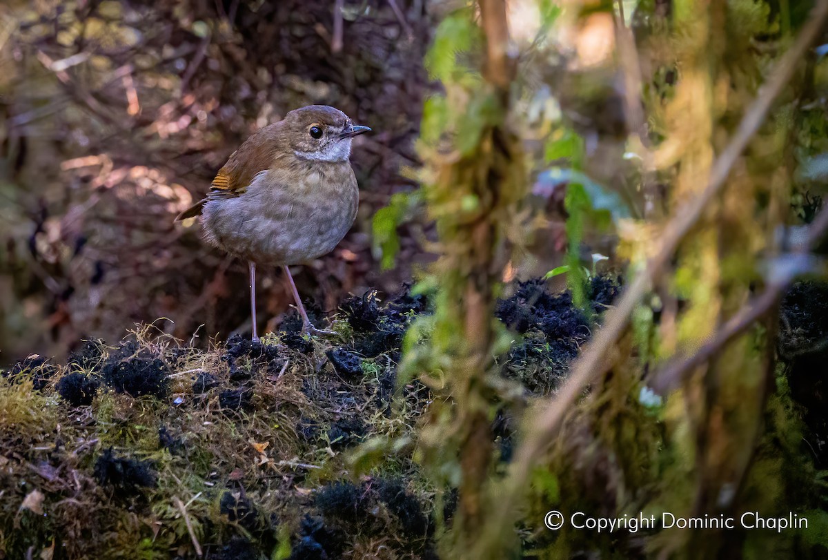 Lesser Ground-Robin - ML495232921