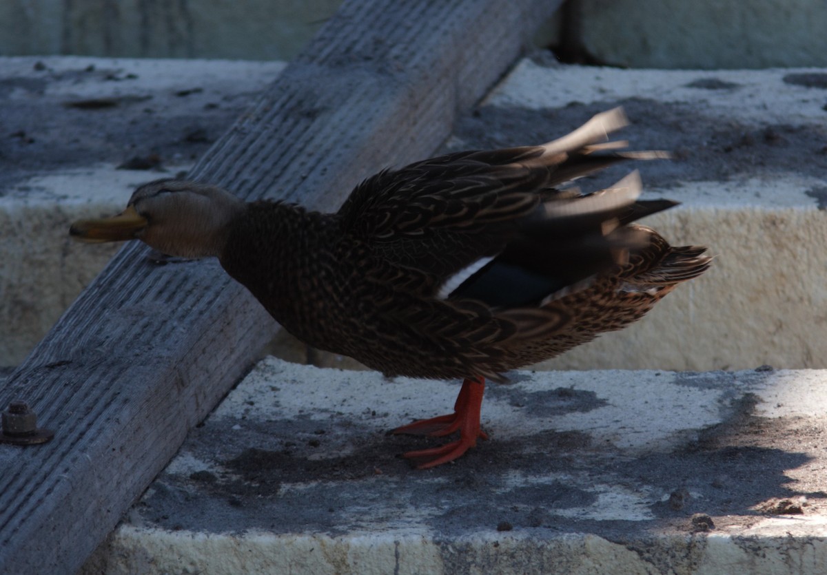 Mexican Duck - ML495234741