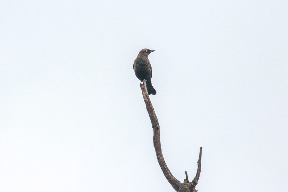 Rusty Blackbird - ML495235581