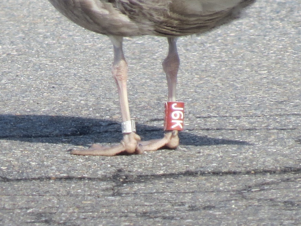 Herring Gull (American) - Jerry Smith