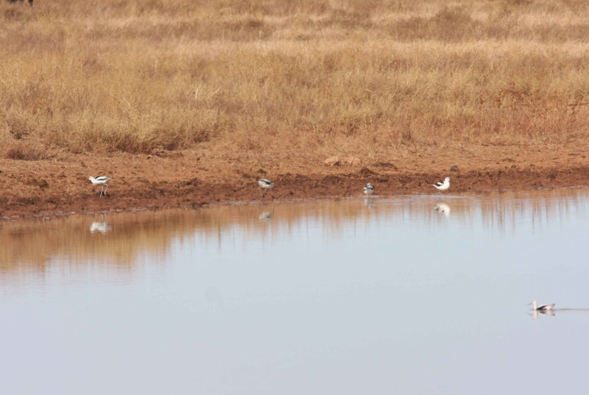 Avocette d'Amérique - ML495237351