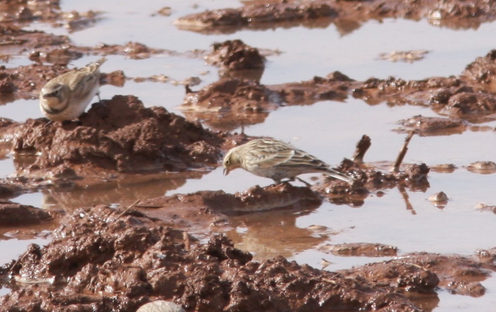 Chestnut-collared Longspur - ML495237501