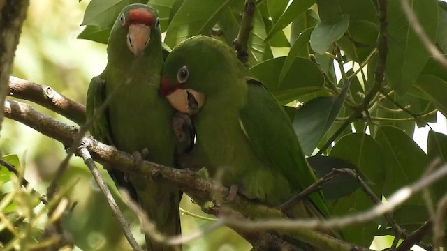 ベニガオメキシコインコ - ML495238581