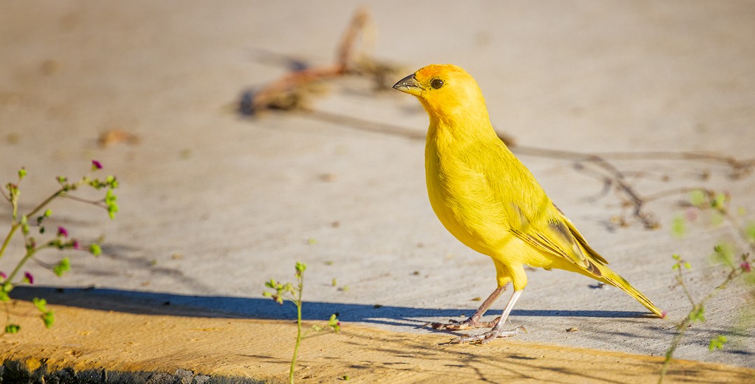 Saffron Finch - Eric Dyck