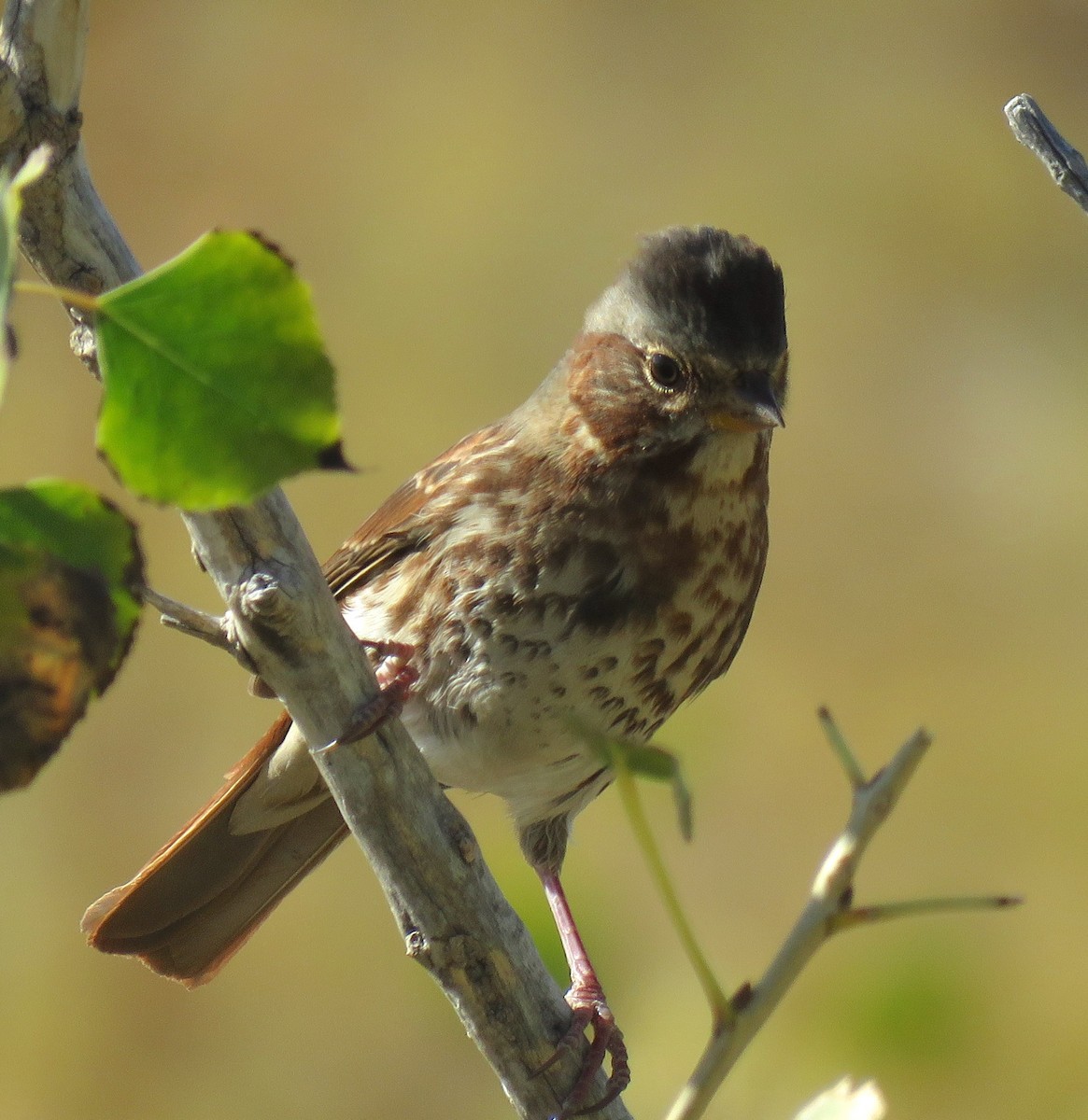 Fox Sparrow (Red) - David Dowell