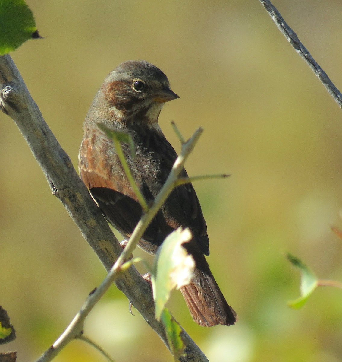 Fox Sparrow (Red) - ML495243151