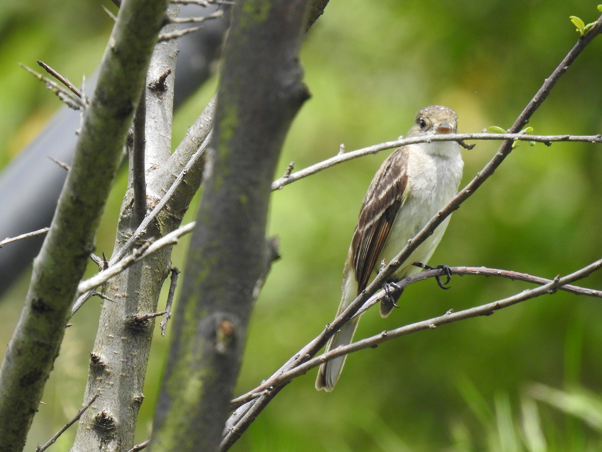 Willow Flycatcher - ML495244391