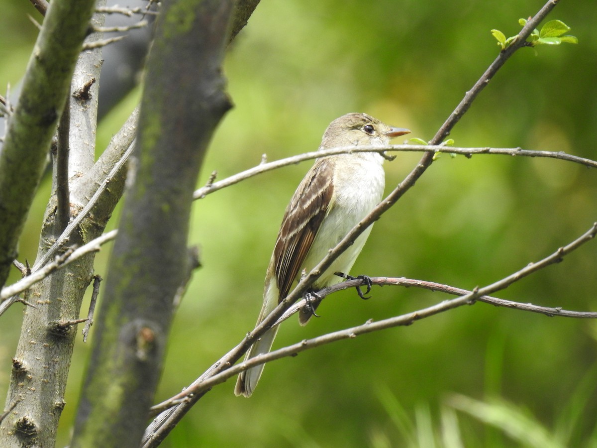 Willow Flycatcher - ML495244411