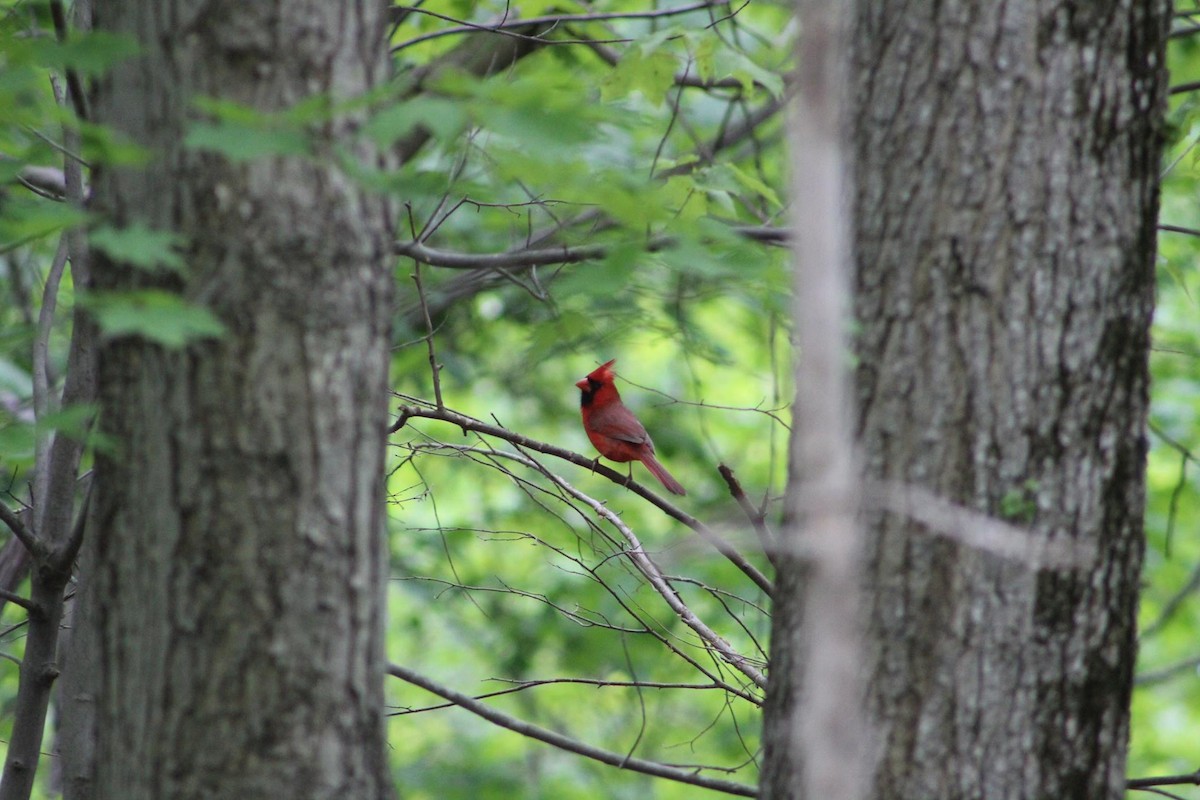 Northern Cardinal - ML495245491