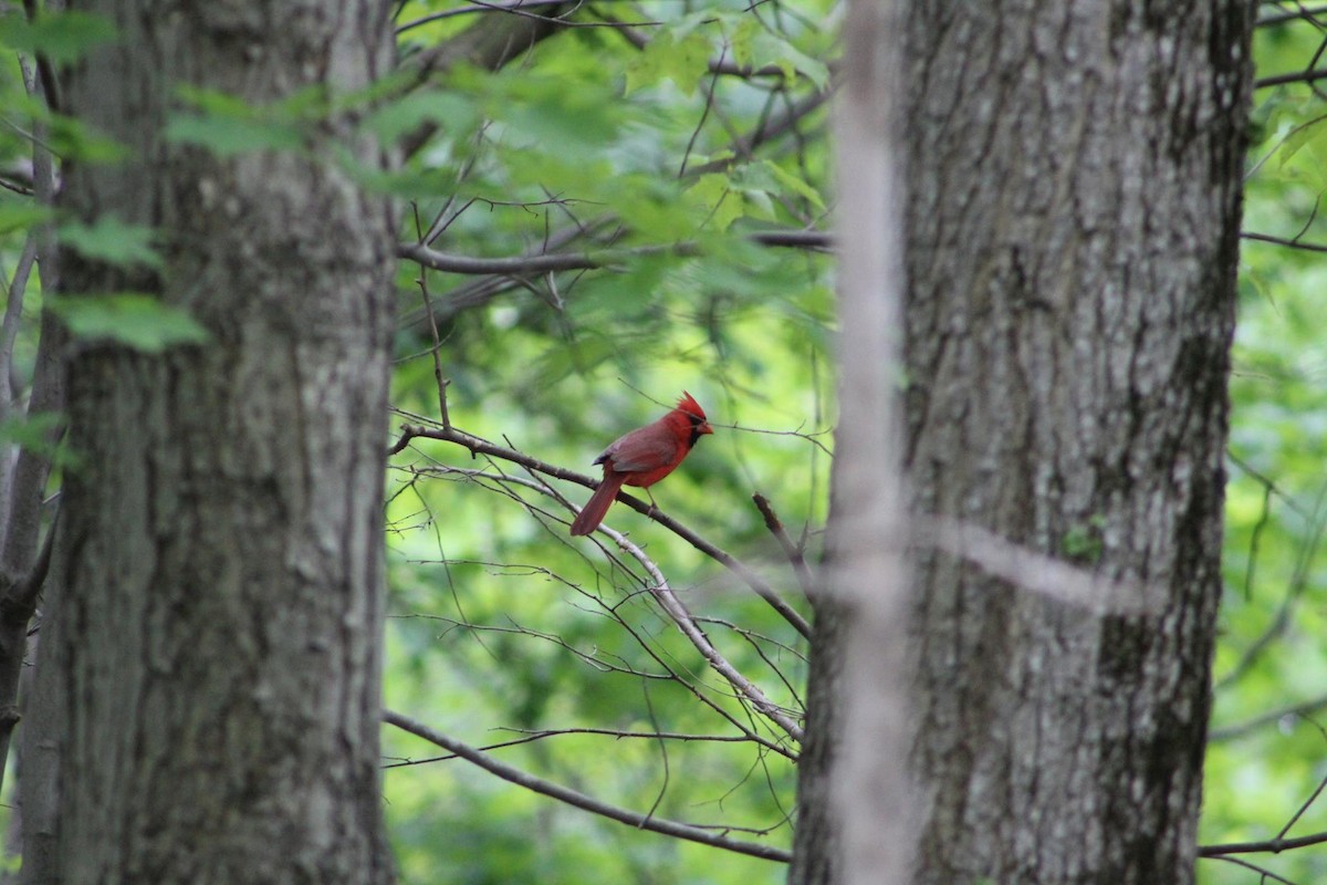 Northern Cardinal - ML495245511