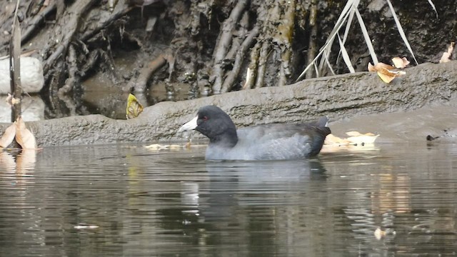 American Coot - ML495246261