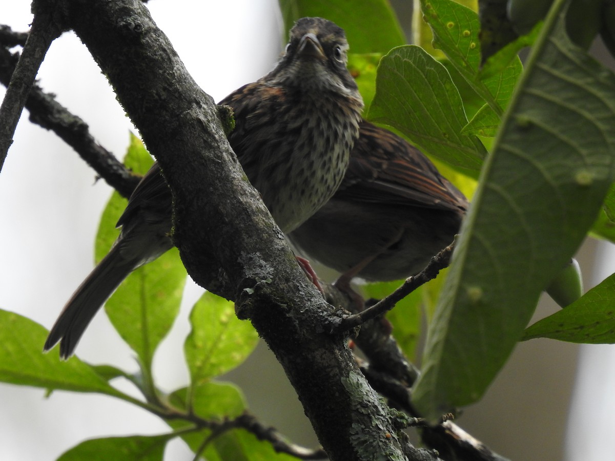 Rufous-collared Sparrow - Leandro Niebles Puello