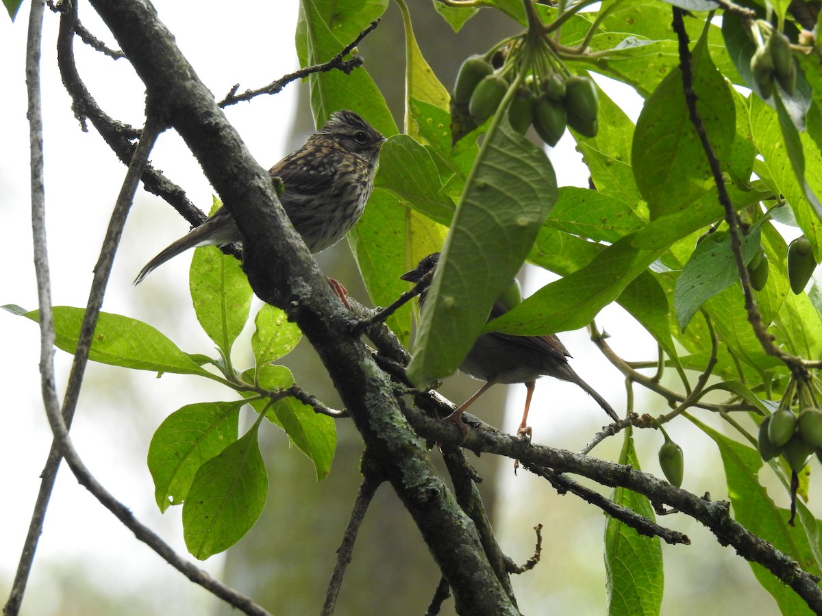 Rufous-collared Sparrow - ML495247461