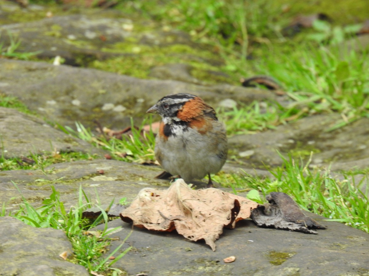 Rufous-collared Sparrow - ML495247471