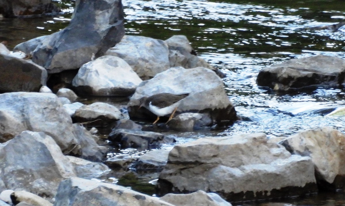 Spotted Sandpiper - ML495247731