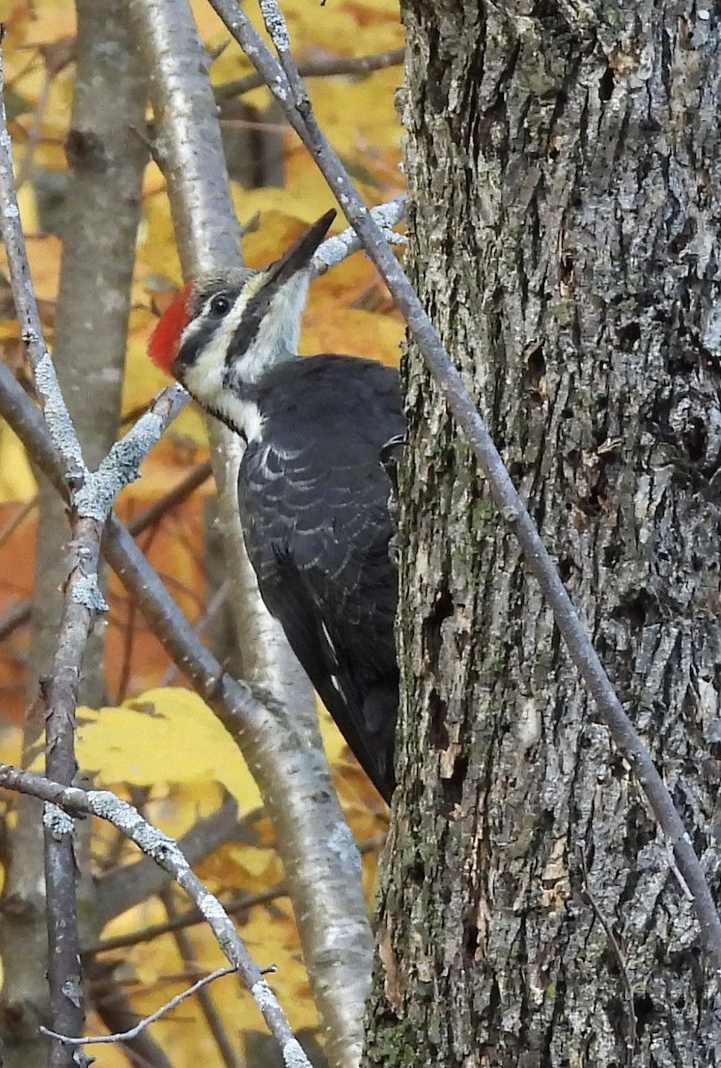 Pileated Woodpecker - ML495249031