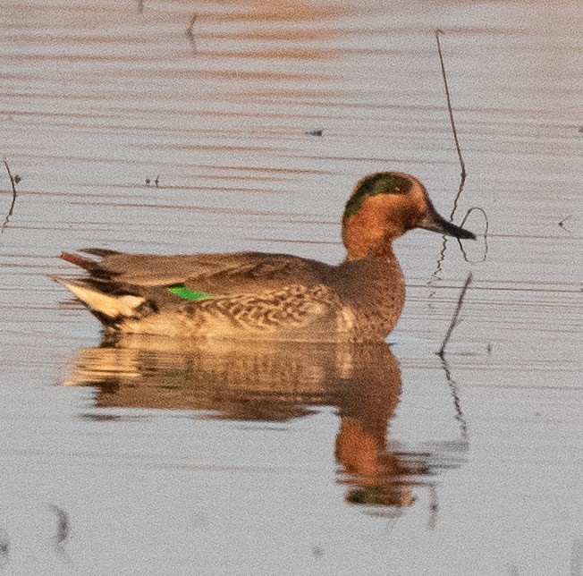 Green-winged Teal - ML495249571