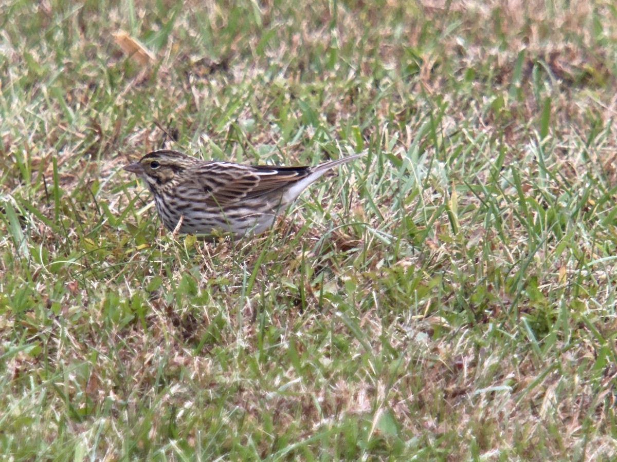 Savannah Sparrow - ML495250721