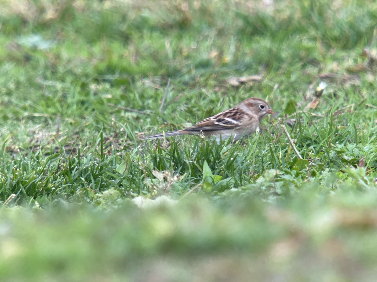 Field Sparrow - Lisa Potash