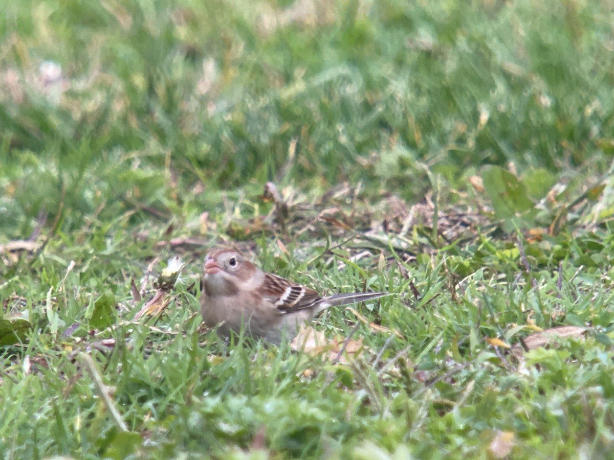 Field Sparrow - ML495251161