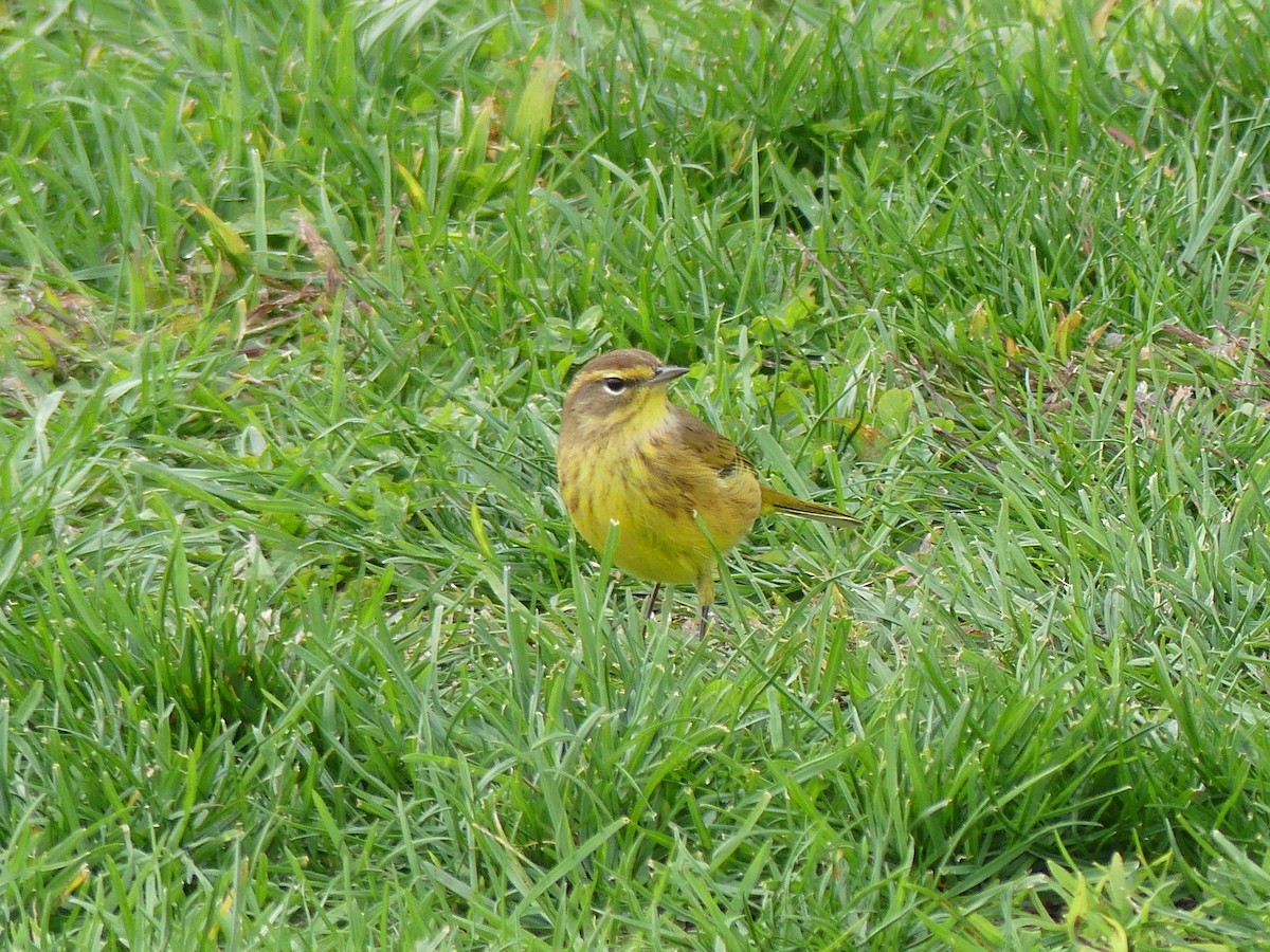 Palm Warbler - ML495251341