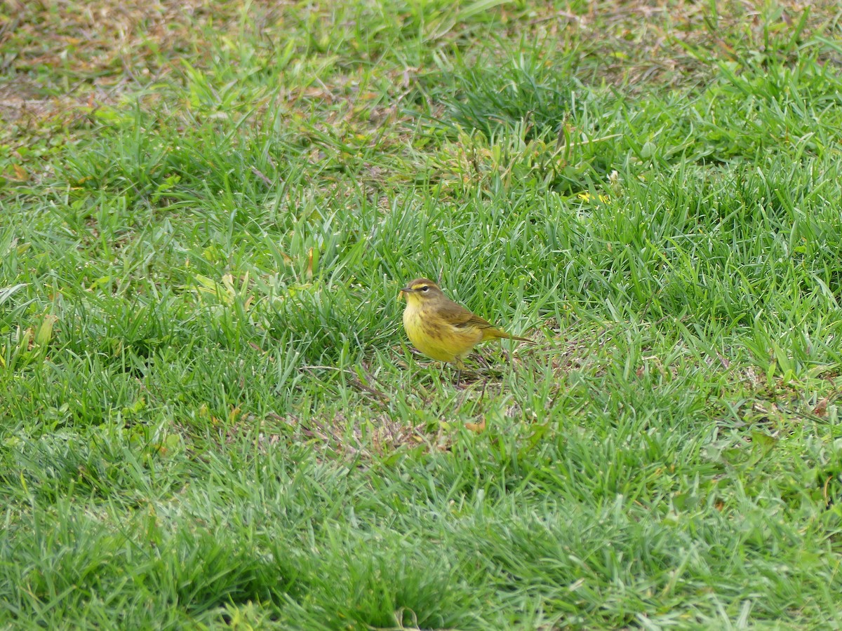 Palm Warbler - ML495251351