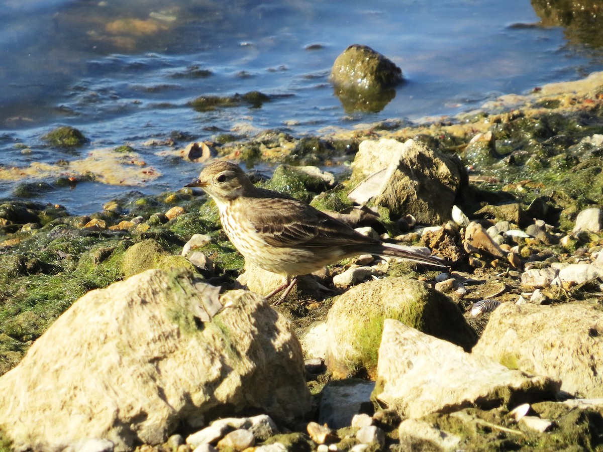 American Pipit - ML49525211