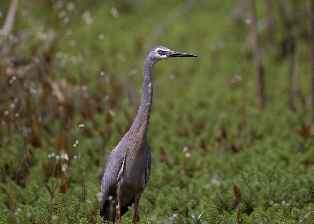 White-faced Heron - ML495252651