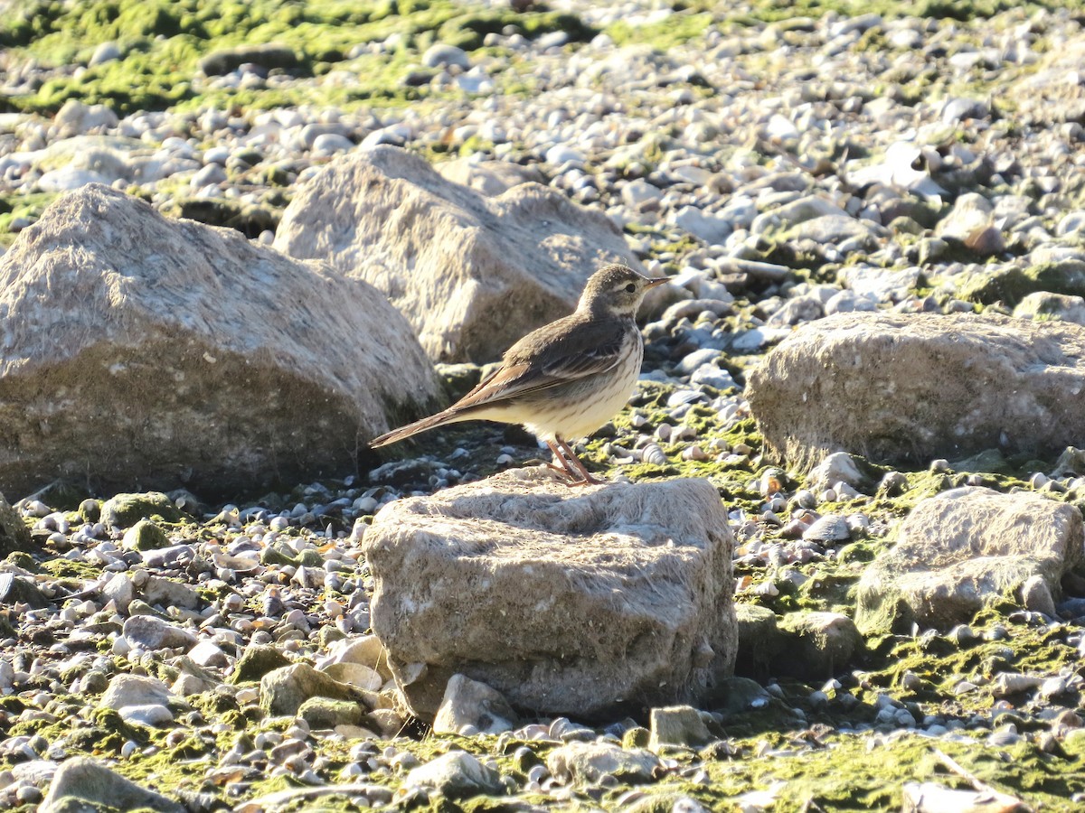 American Pipit - ML49525301