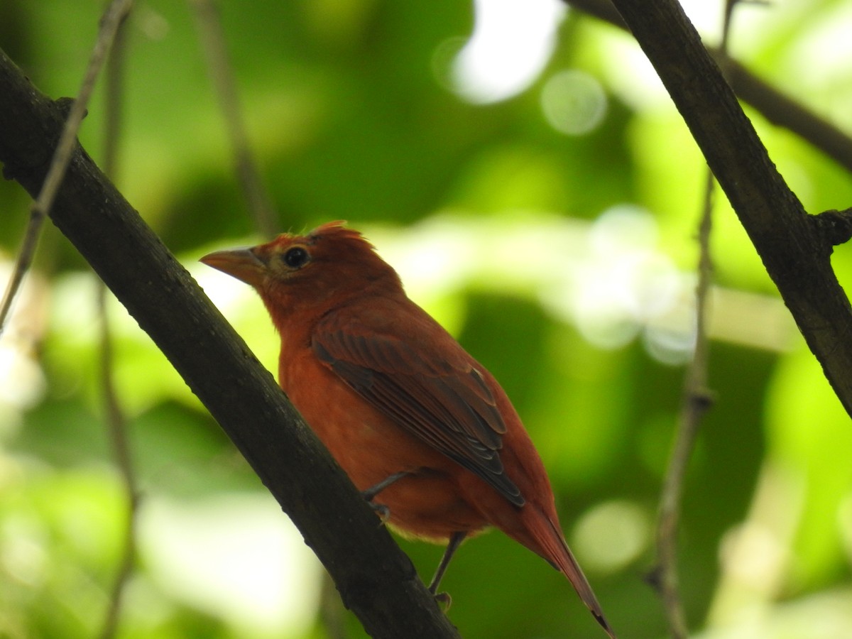Summer Tanager - Leandro Niebles Puello