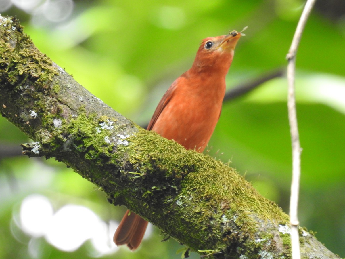 Summer Tanager - Leandro Niebles Puello