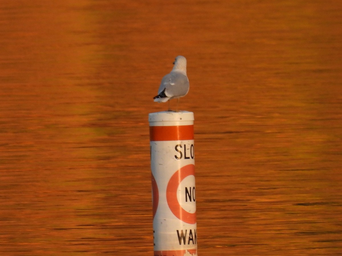 Ring-billed Gull - ML495253951