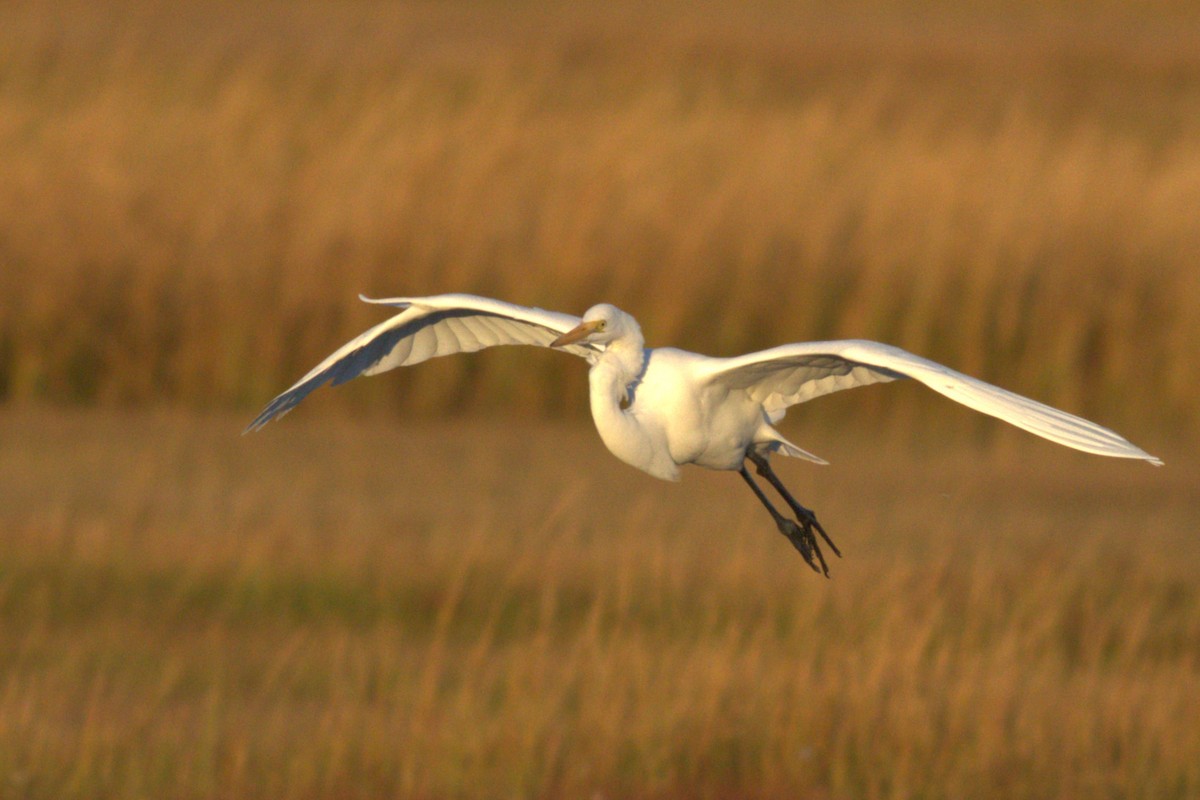 Great Egret - ML495254311