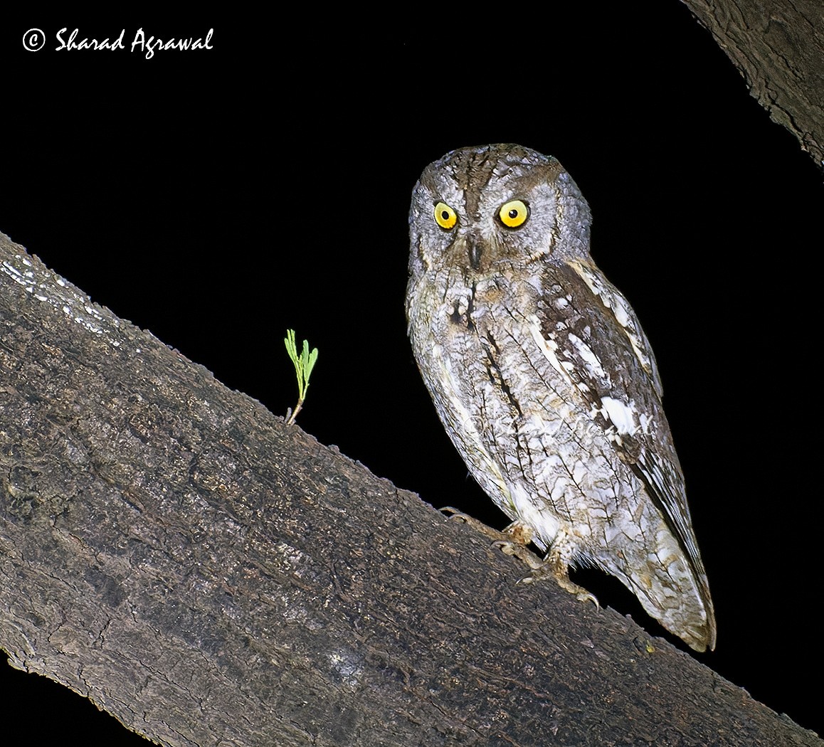 Eurasian Scops-Owl - Sharad Agrawal