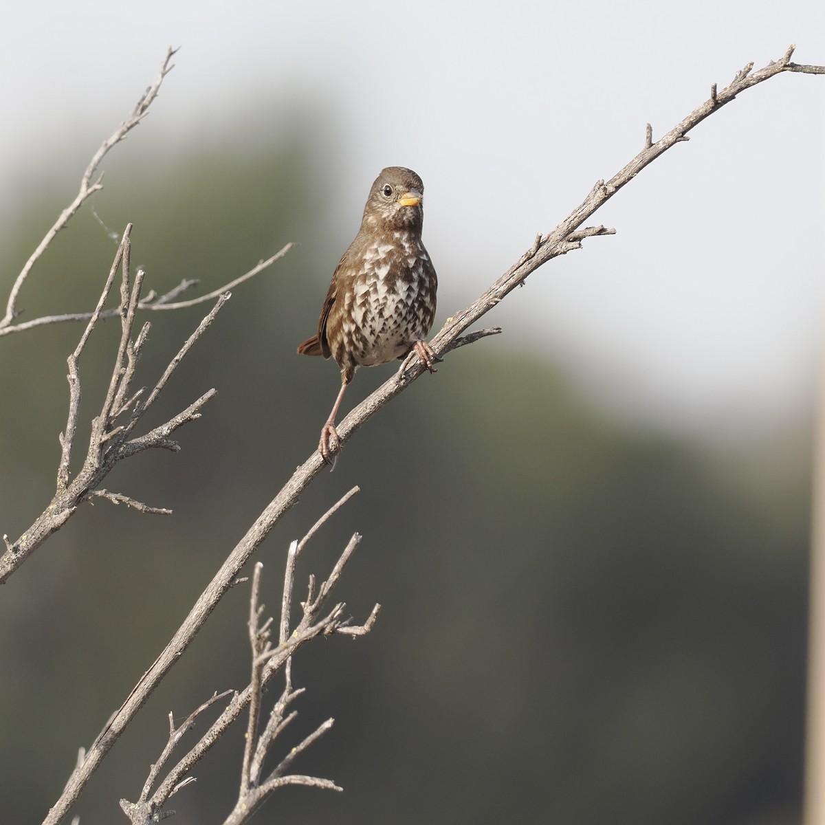 Fox Sparrow - ML495256011