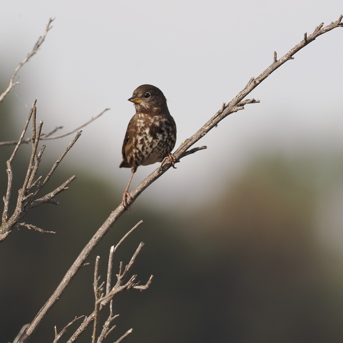 Fox Sparrow - ML495256041