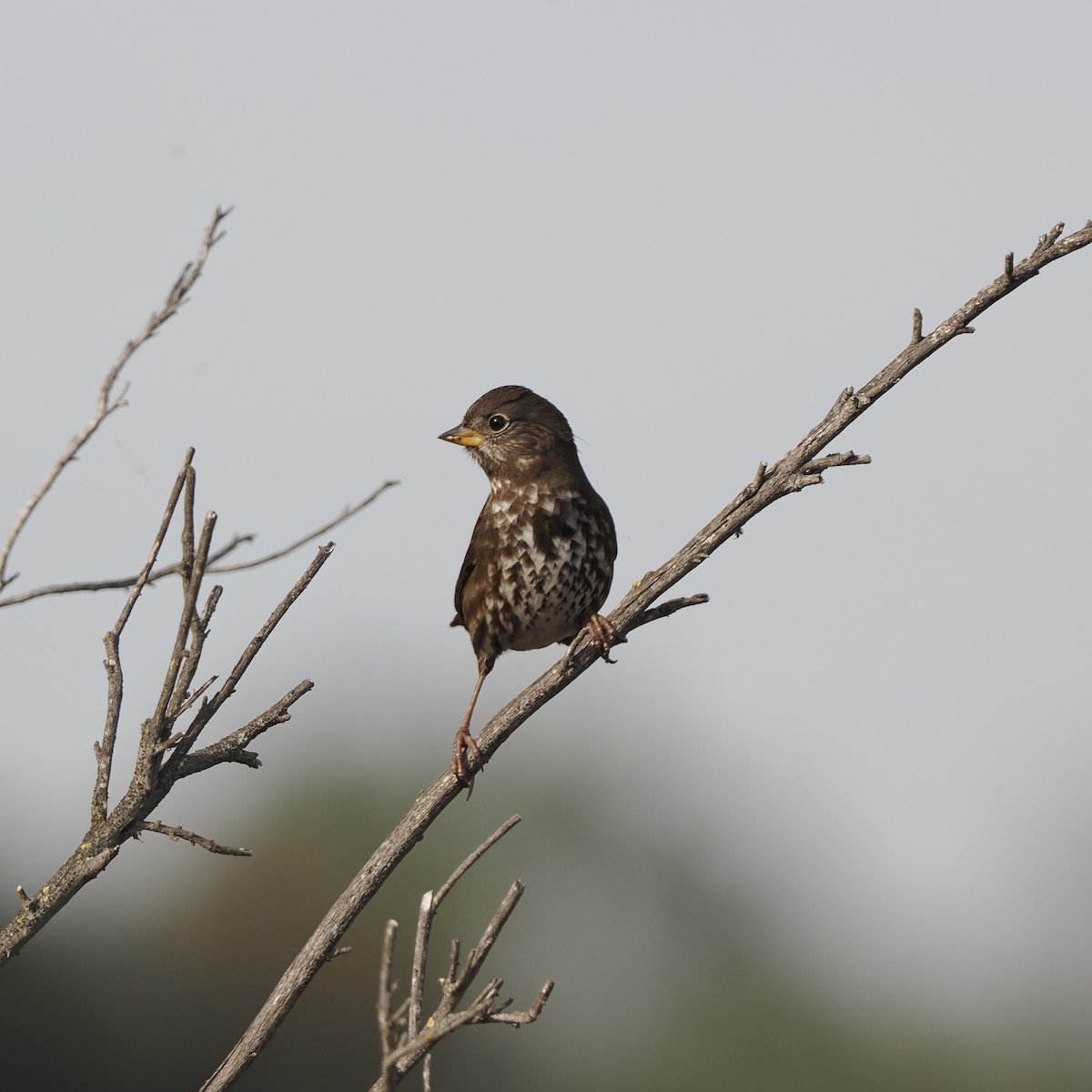 Fox Sparrow - Michelle MacKenzie