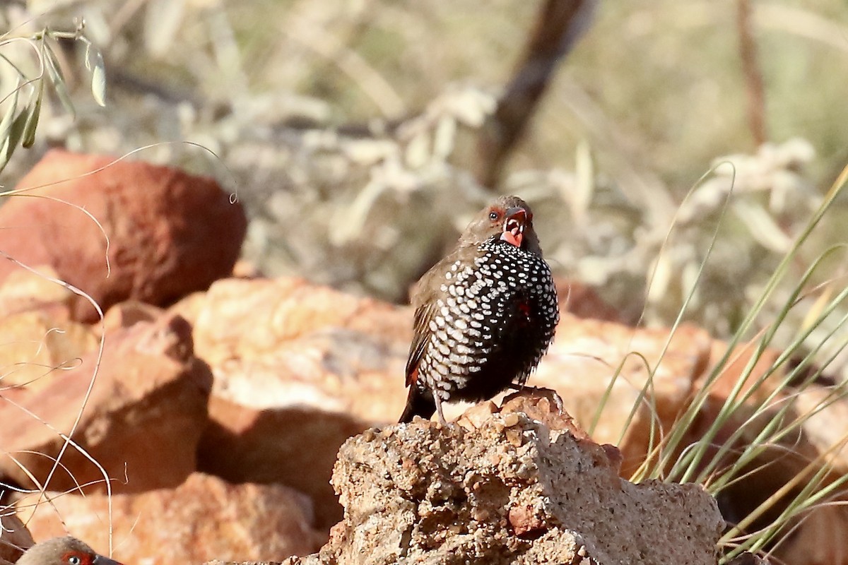 Painted Firetail - ML495258581