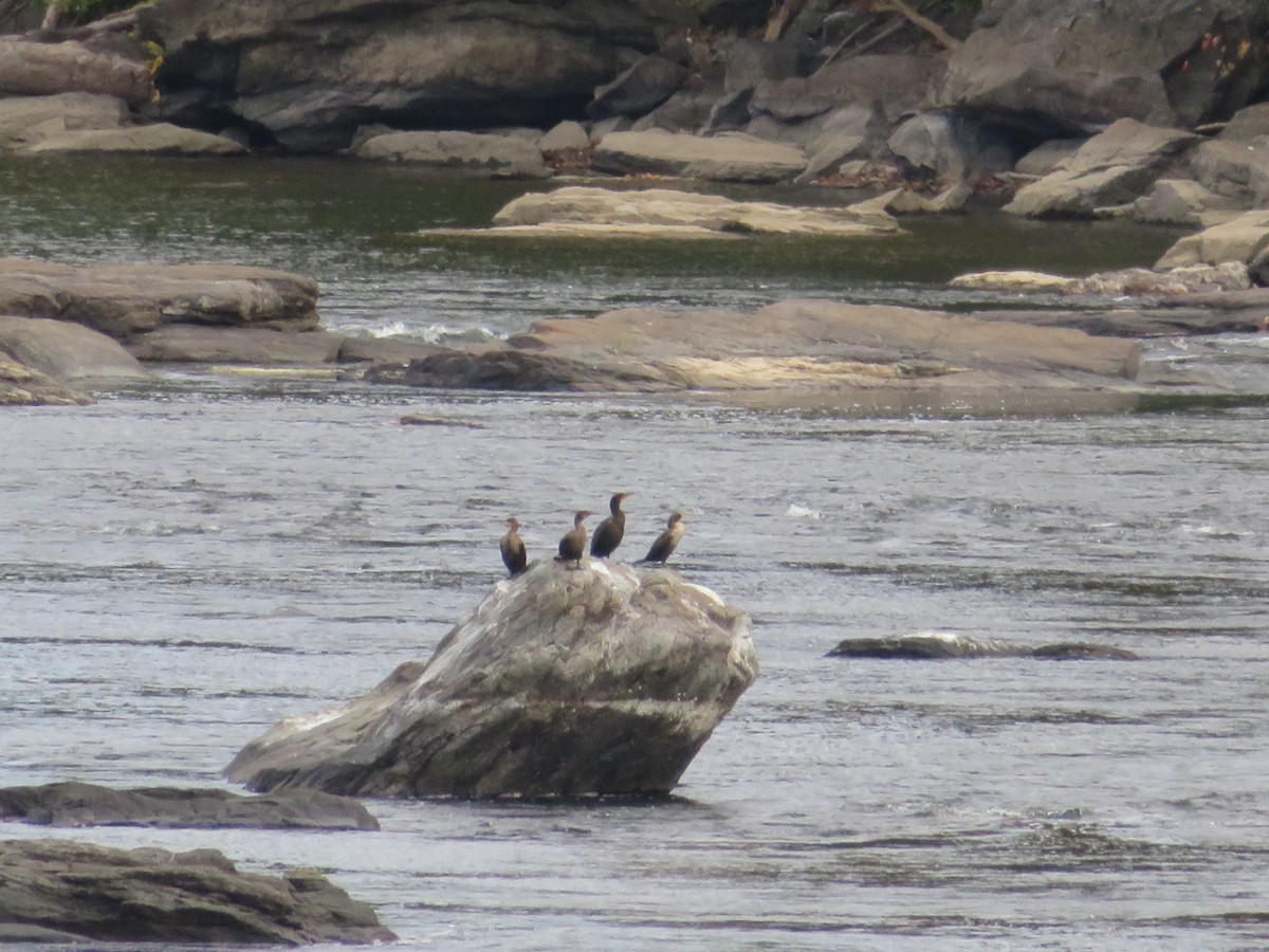 Double-crested Cormorant - ML495258661