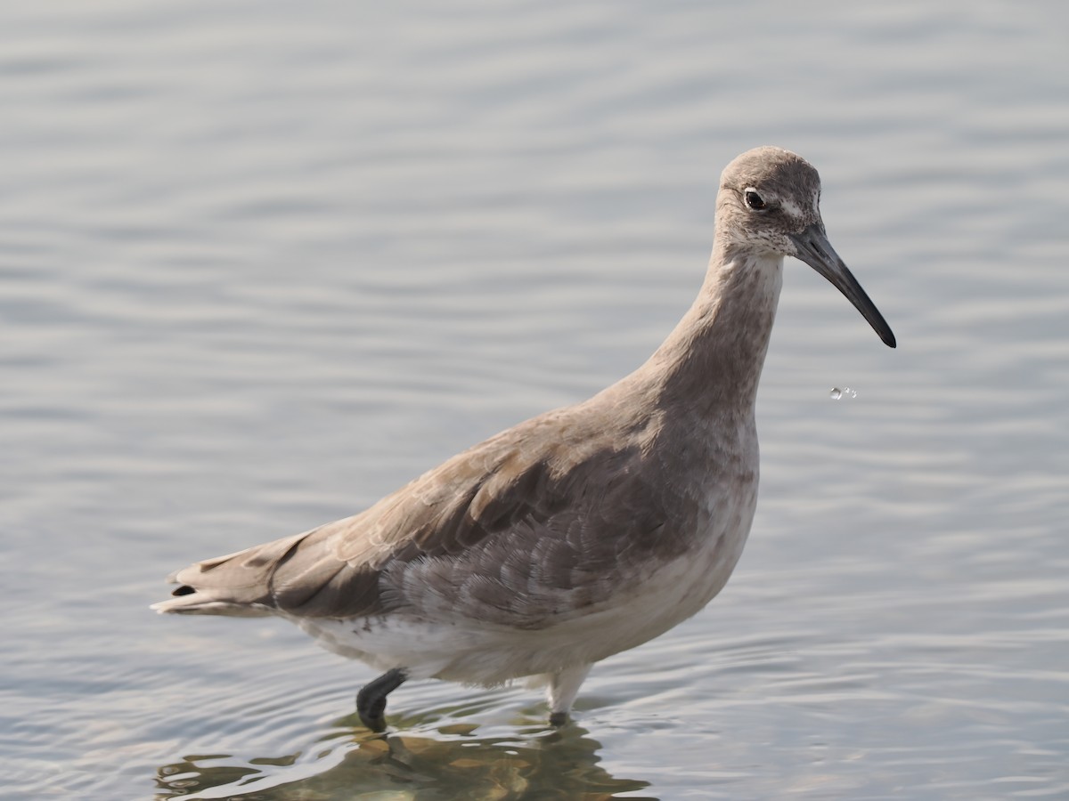 Willet - Michelle MacKenzie