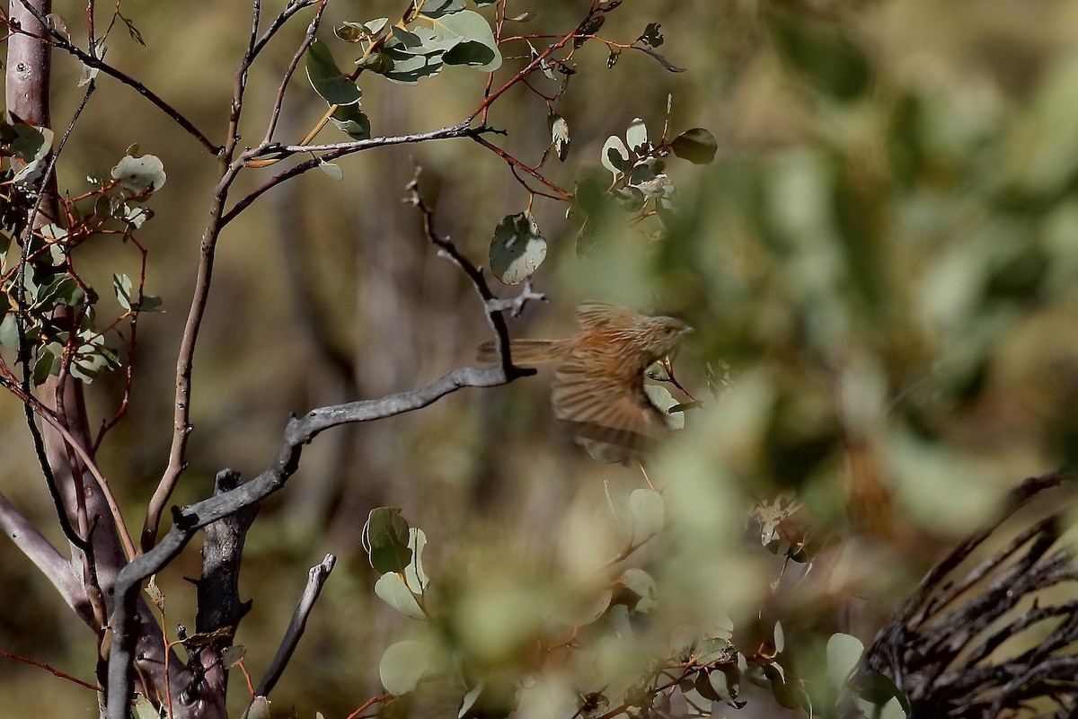 Kalkadoon Grasswren - ML495259111