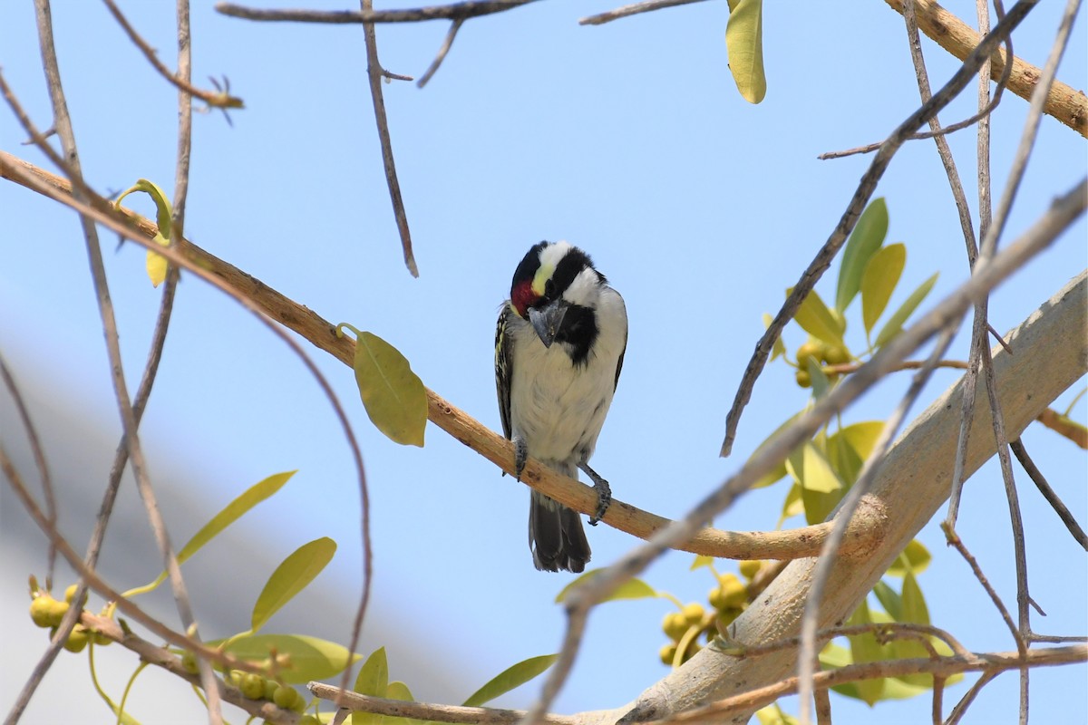 Pied Barbet - ML495259561