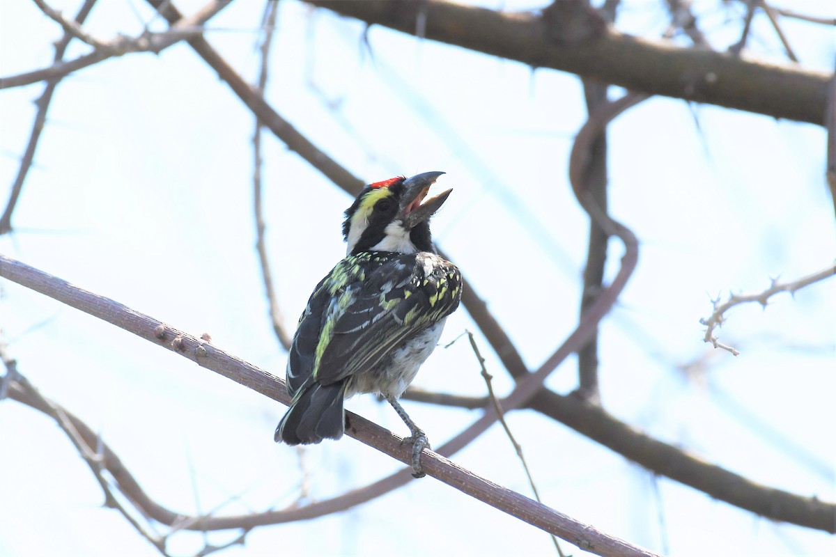 Pied Barbet - ML495259751