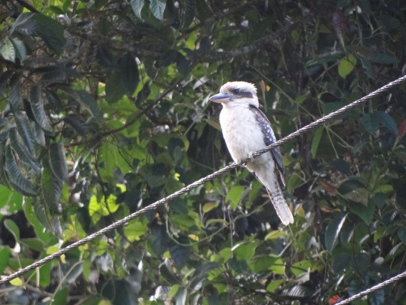 Laughing Kookaburra - ML49526121