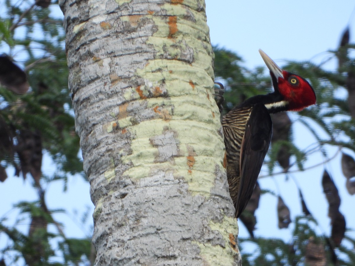 Pale-billed Woodpecker - ML495261801