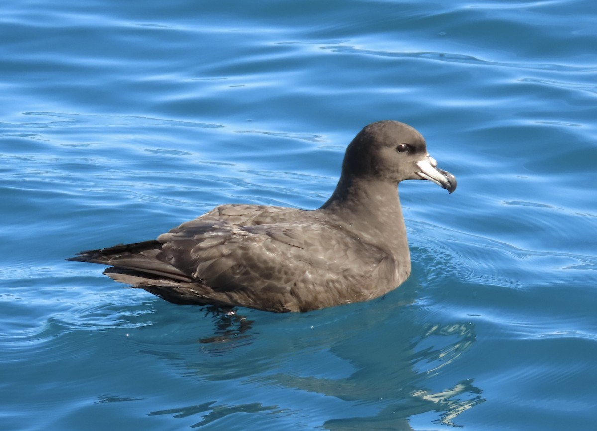 Westland Petrel - ML495261871