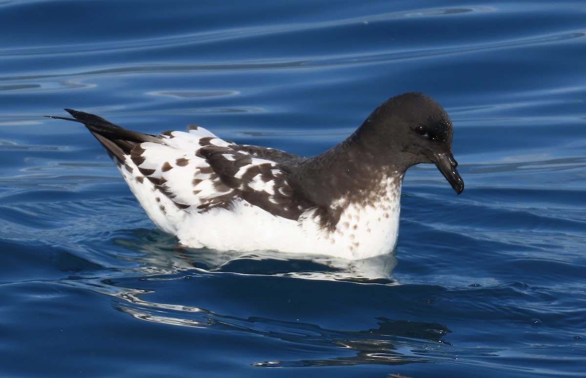 Cape Petrel - ML495262041